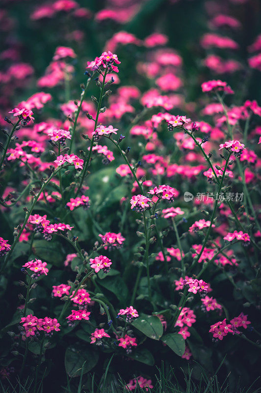 蔷薇花/长春花/一年生的长春花